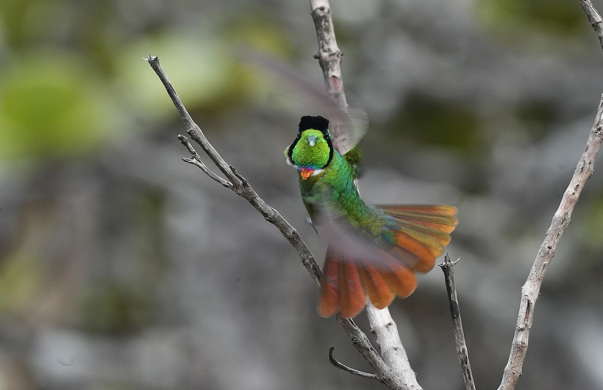 Hooded Visorbearer - ML646835143