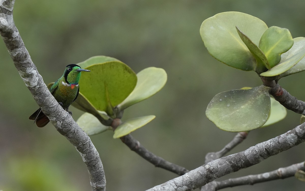 Hooded Visorbearer - ML646835144