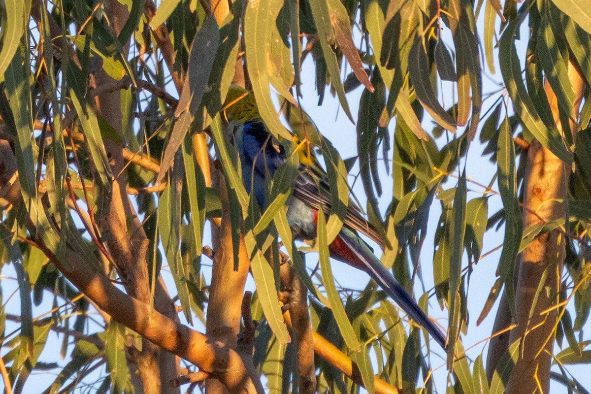 ホオアオサメクサインコ - ML646835147