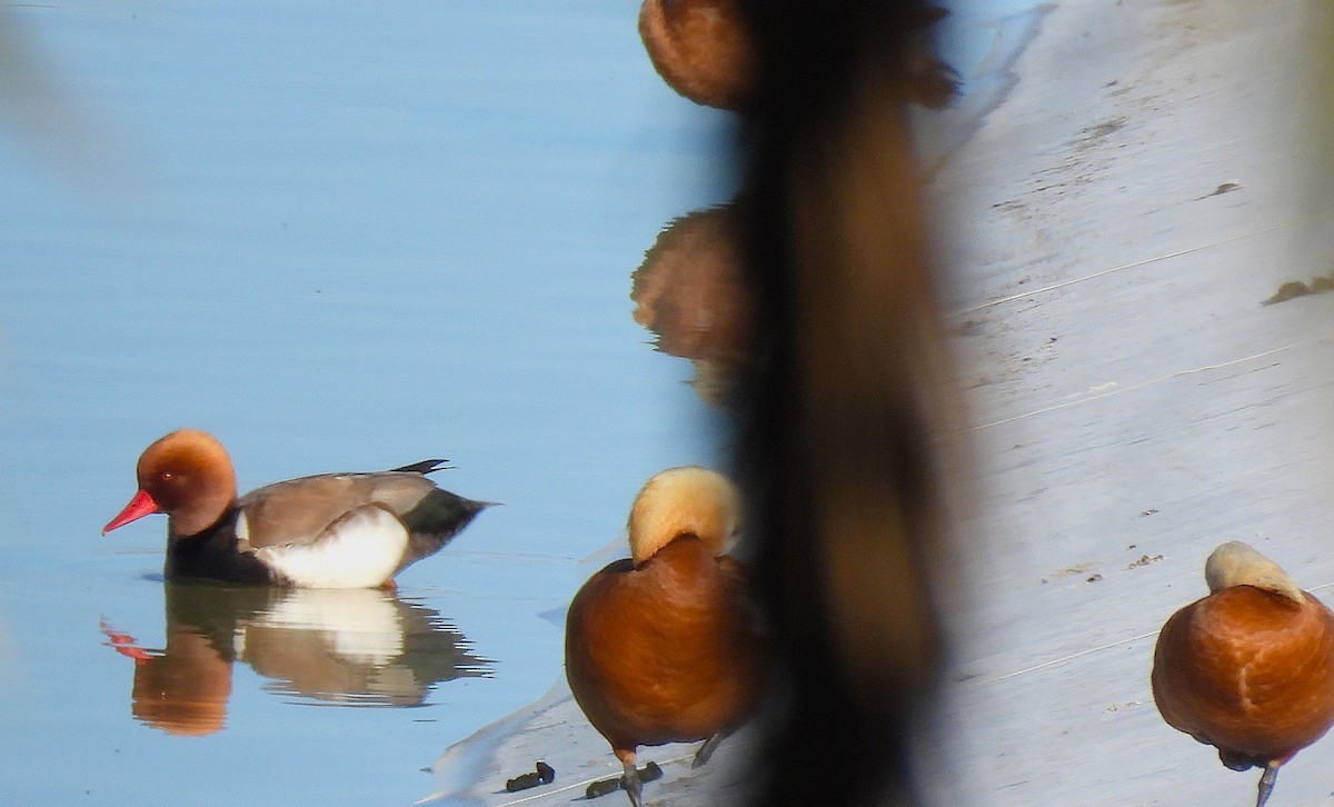 アカハシハジロ - ML646835148