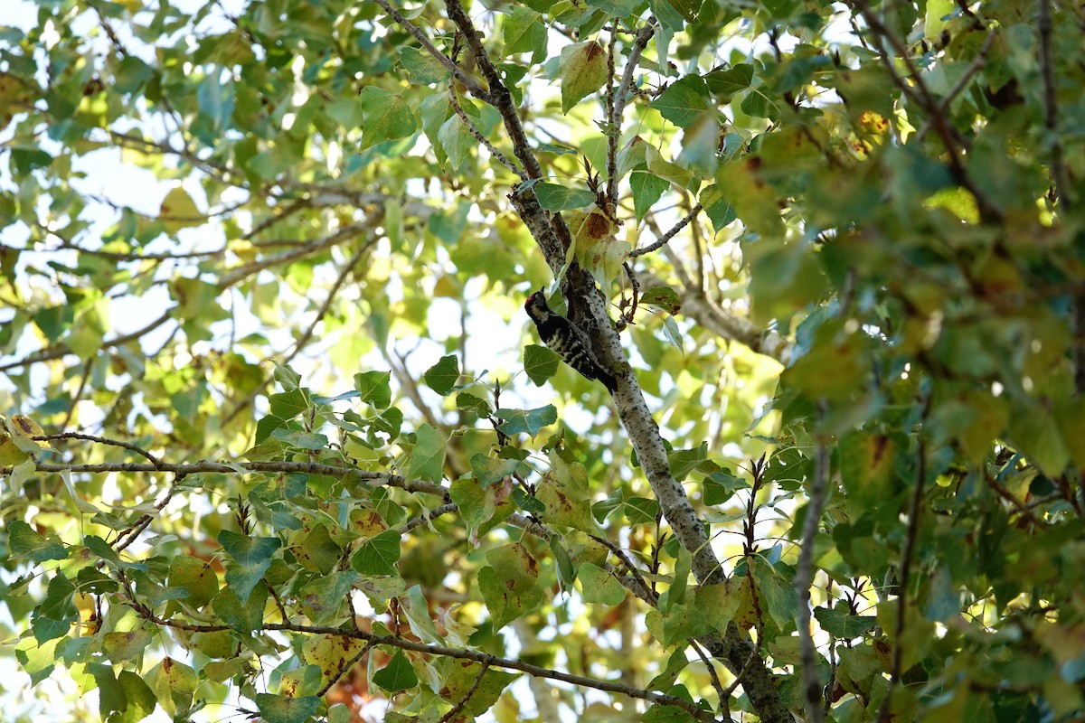 Lesser Spotted Woodpecker - ML646835150