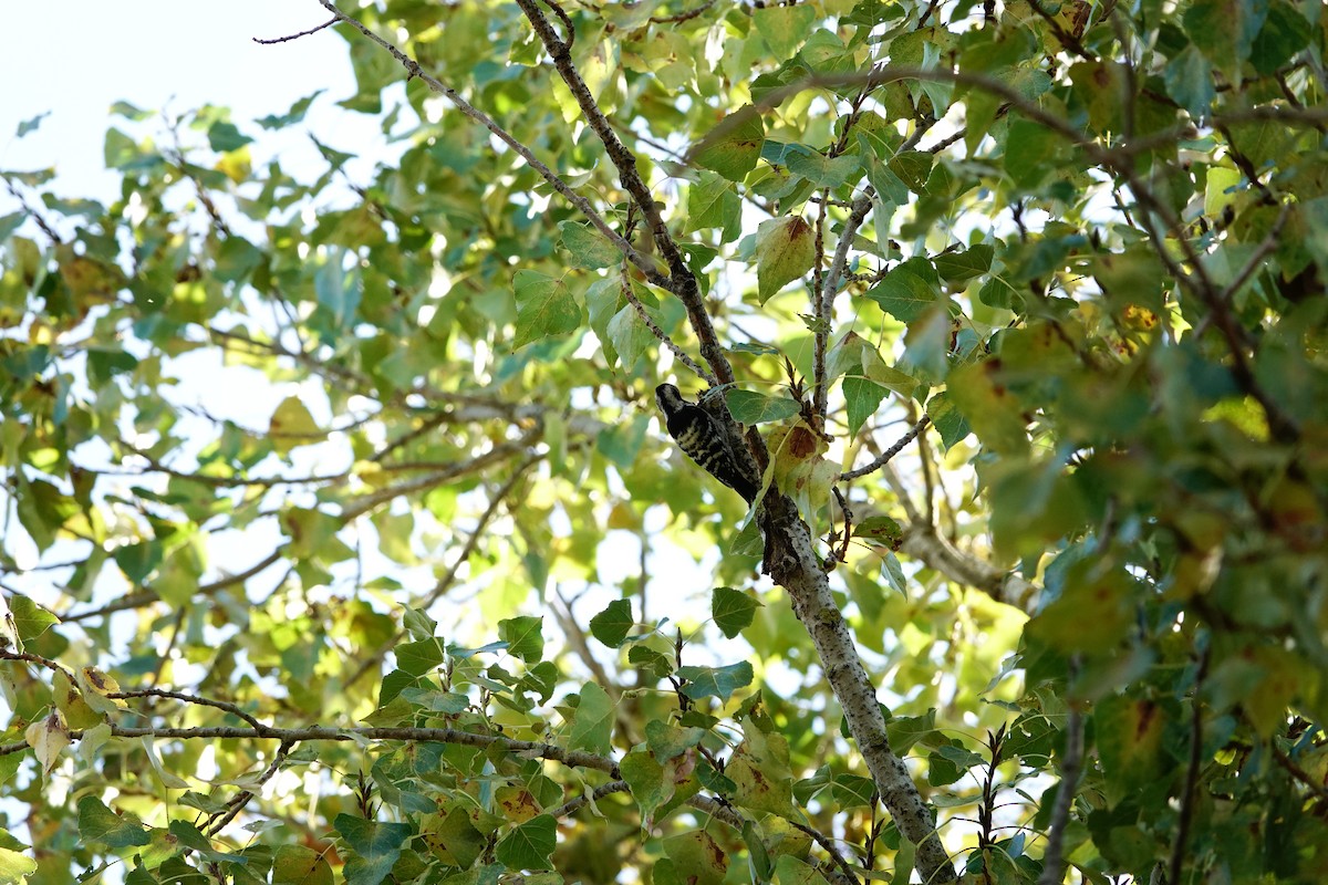 Lesser Spotted Woodpecker - ML646835151
