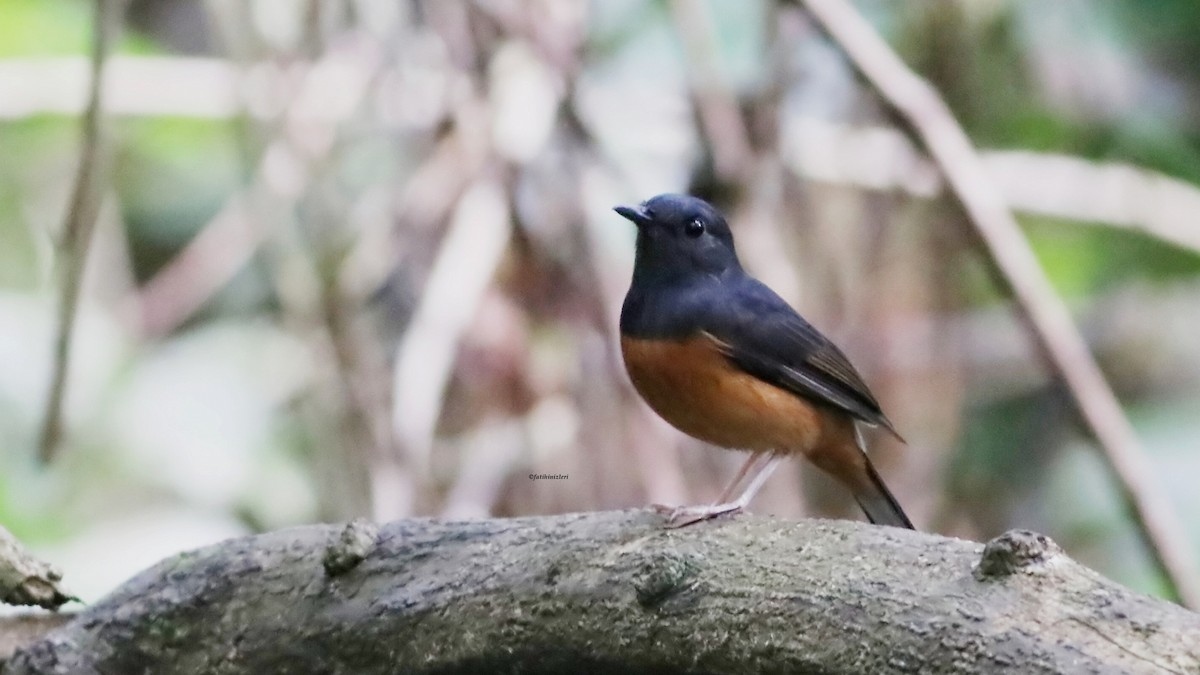 White-rumped Shama - ML646835152