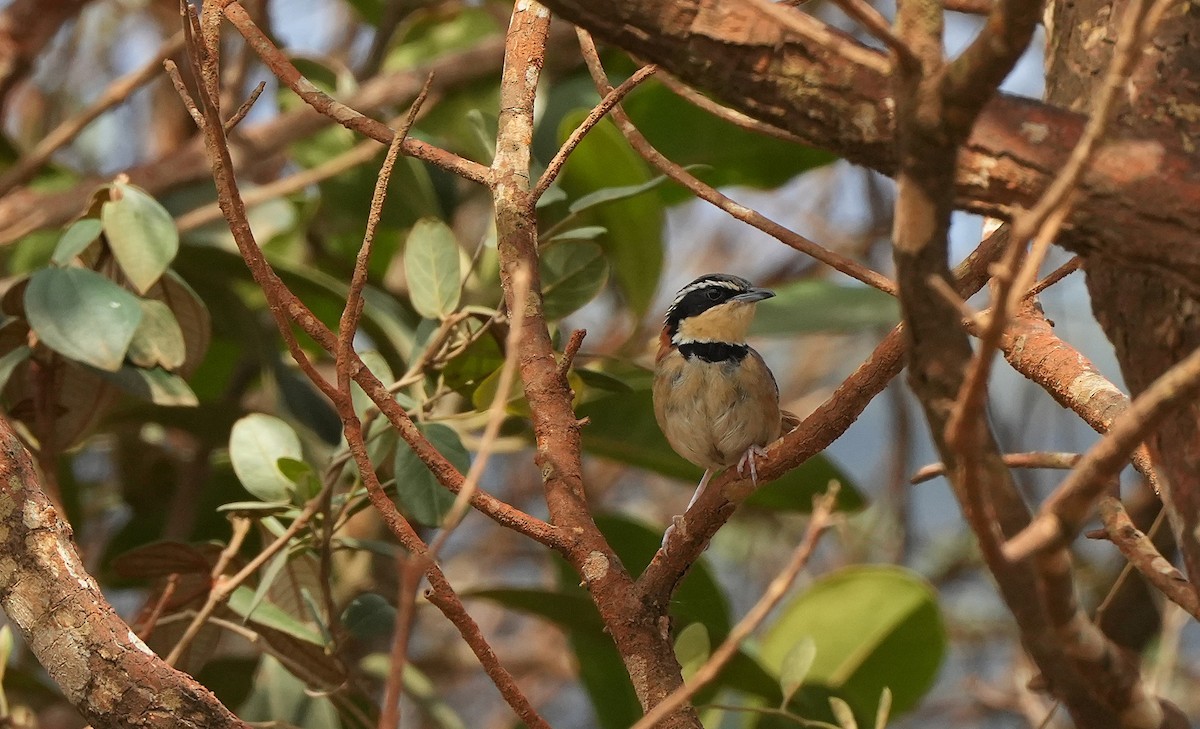 Collared Crescentchest (Collared) - ML646835153