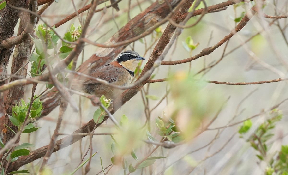 Collared Crescentchest (Collared) - ML646835154