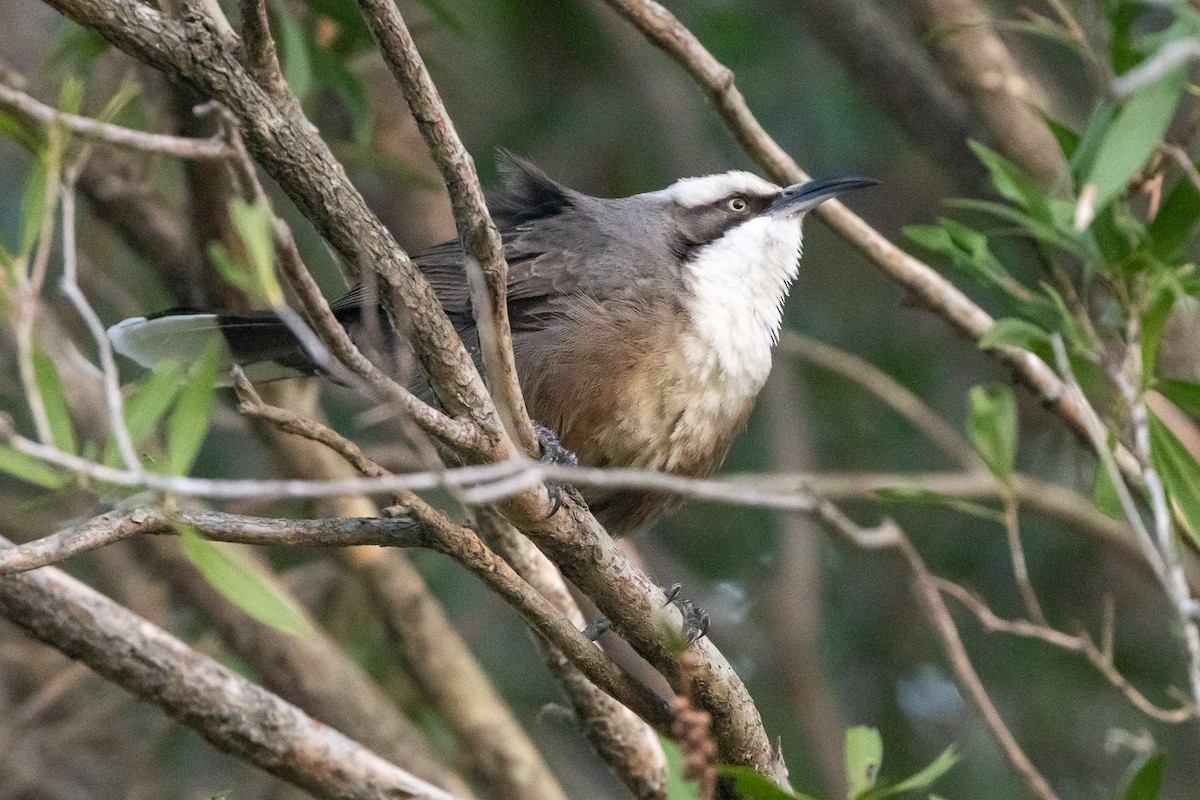 Gray-crowned Babbler - ML646835155