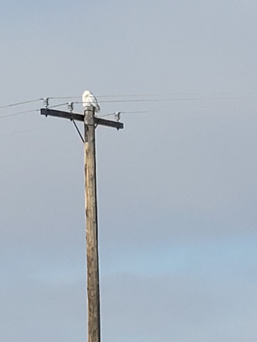 Snowy Owl - ML646835156