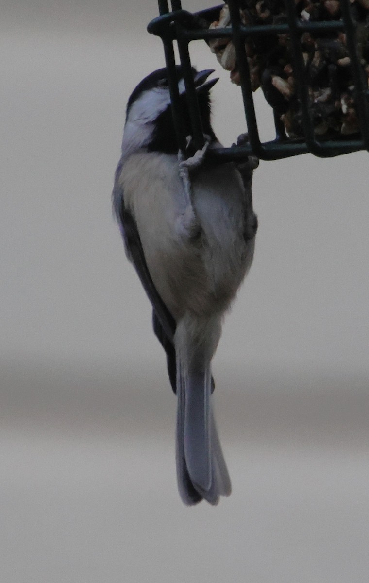 Carolina Chickadee - ML646835157