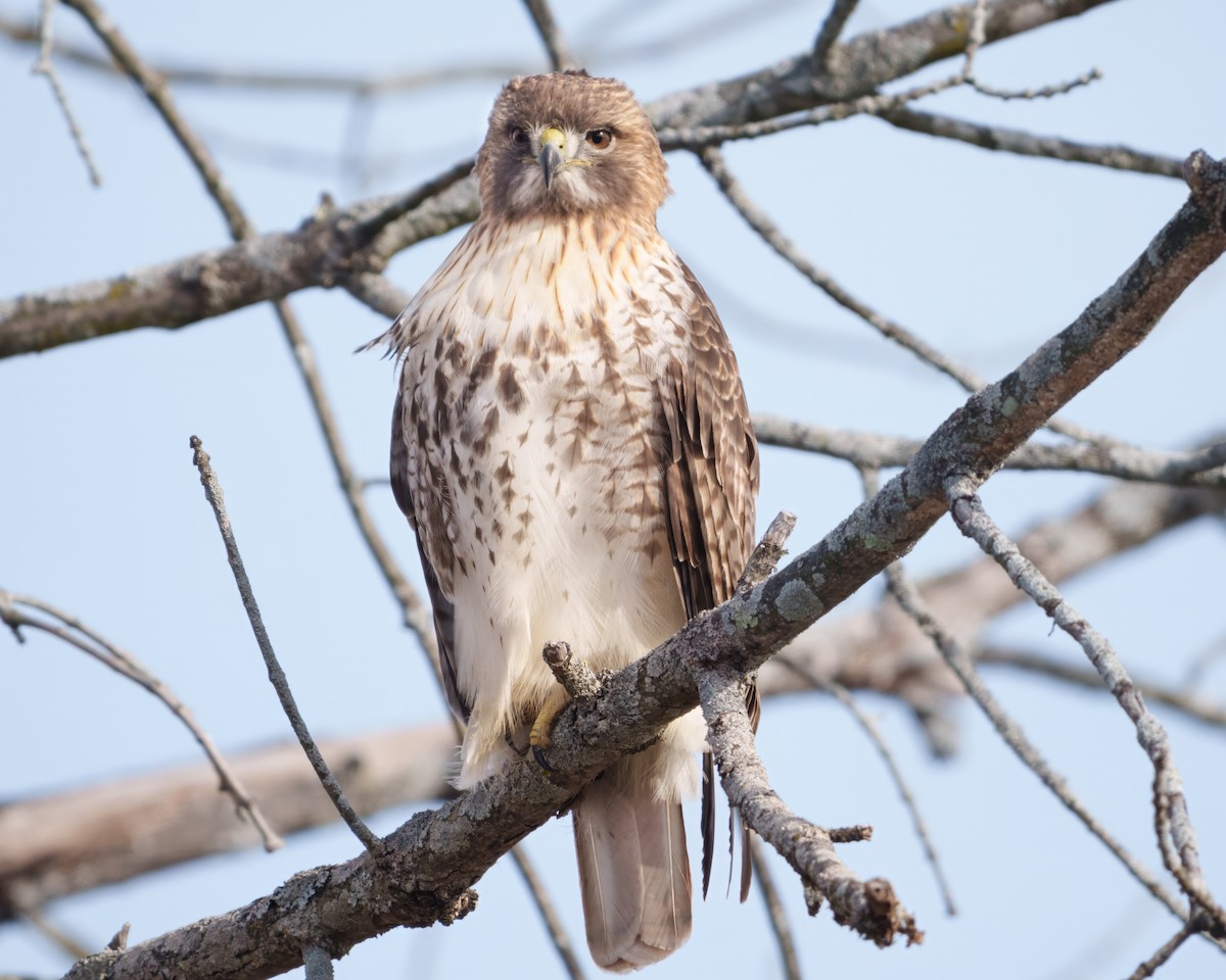 Red-tailed Hawk - ML646835158