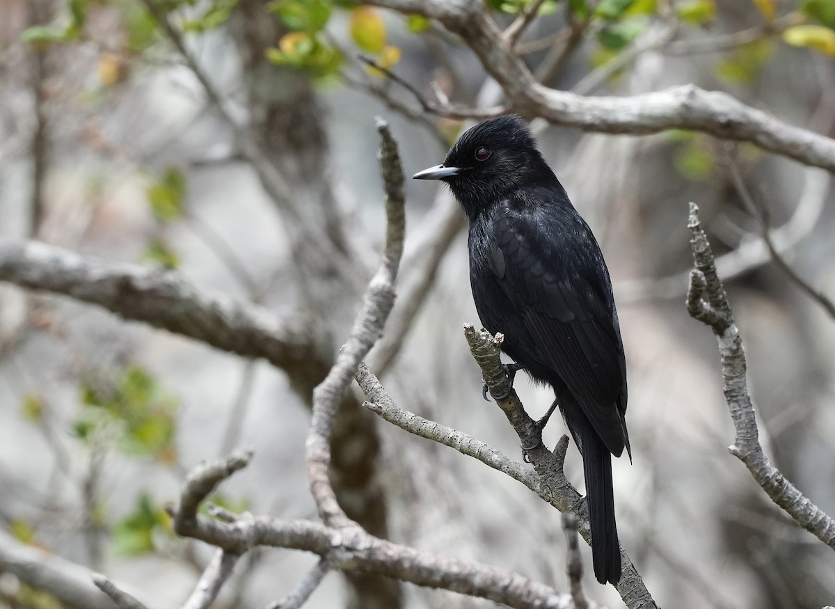 Velvety Black-Tyrant - ML646835159