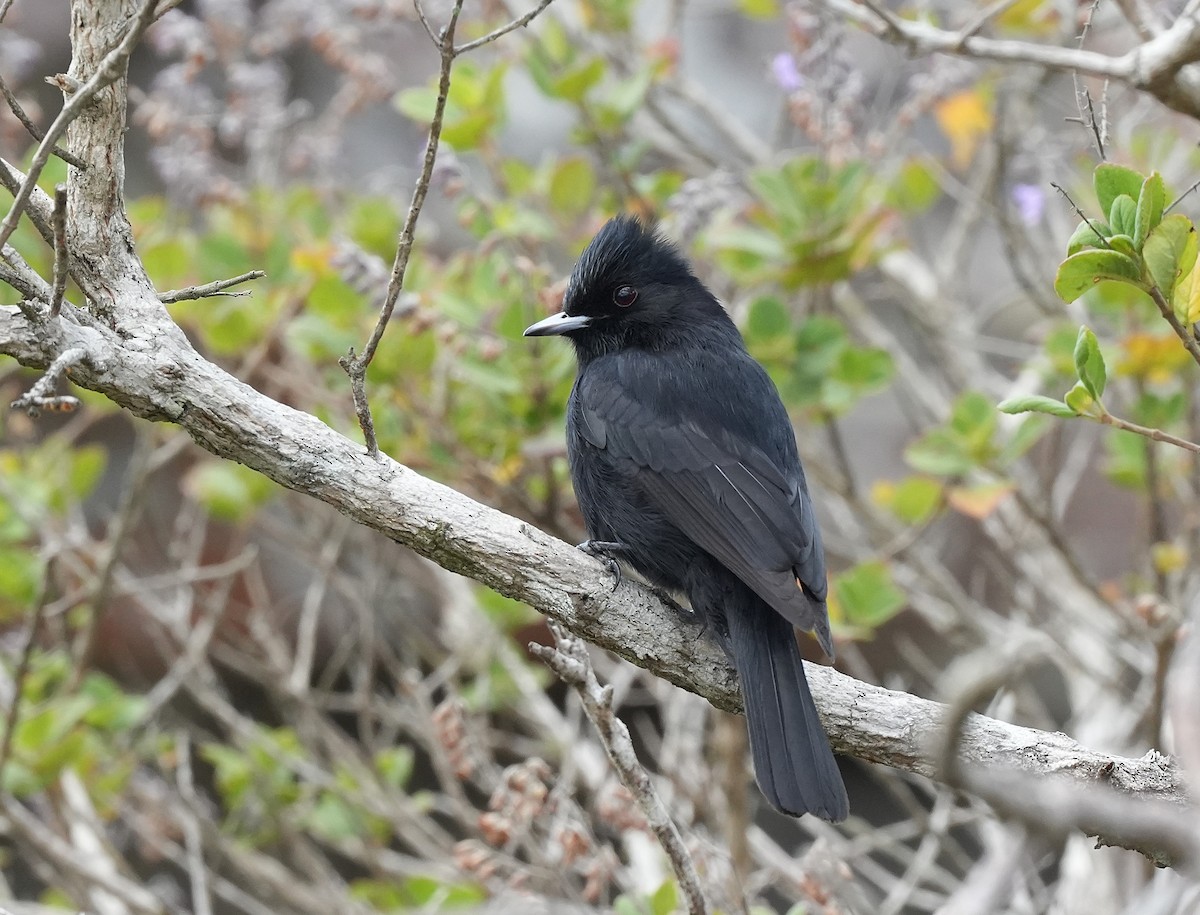 Velvety Black-Tyrant - ML646835160