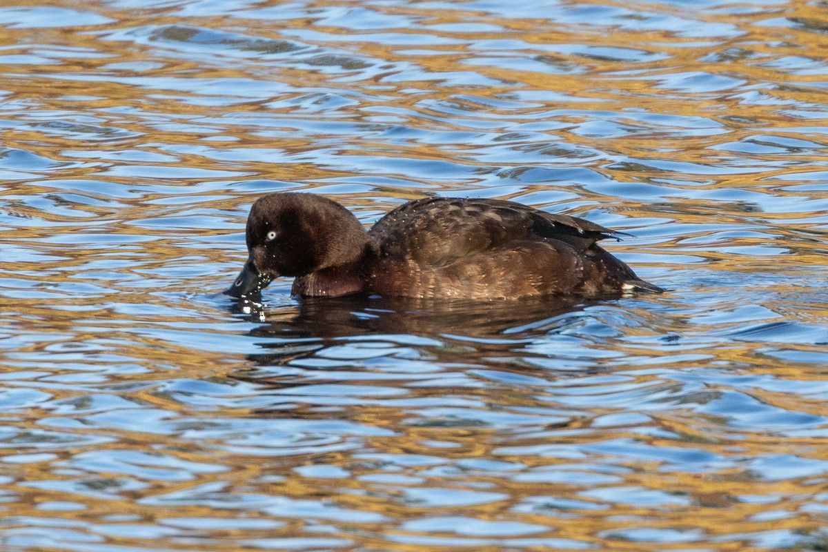 Hardhead - ML646835161