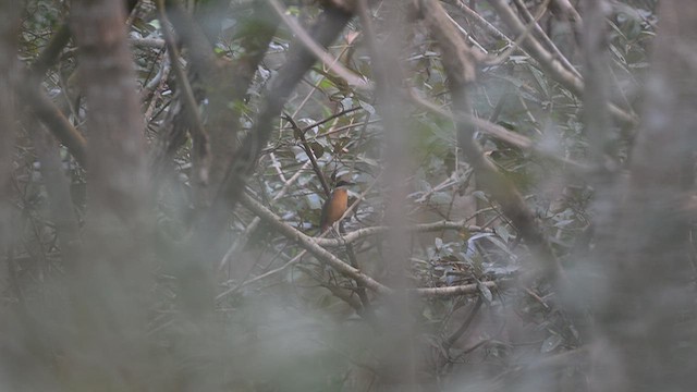Mangrove Pitta - ML646835162