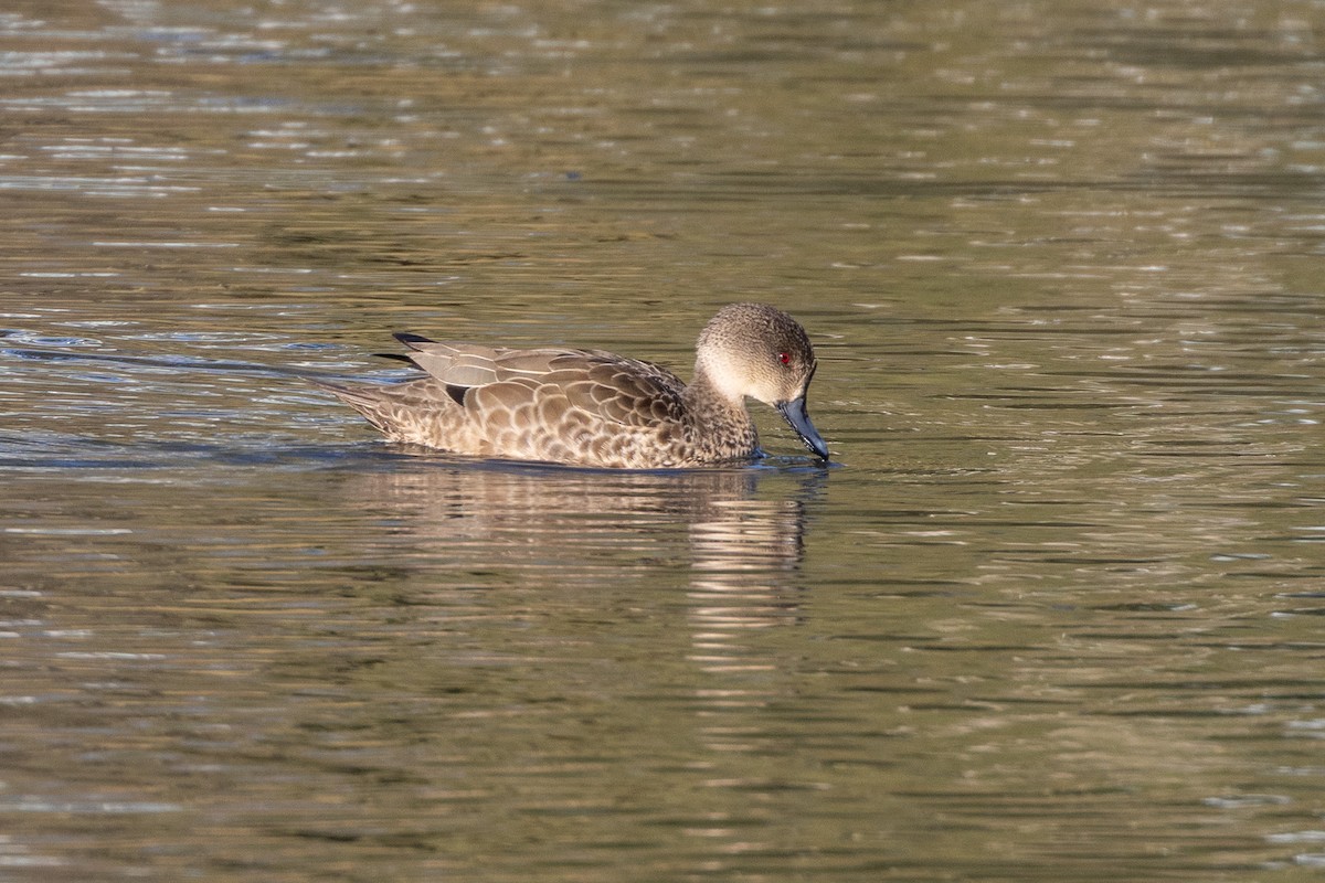 Gray Teal - ML646835163