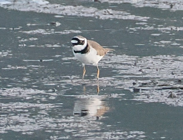Little Ringed Plover - ML646835164