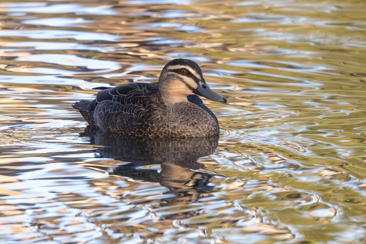Pacific Black Duck - ML646835165