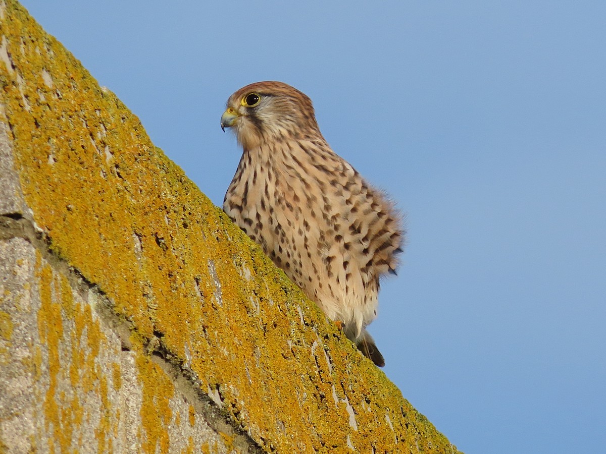 Eurasian Kestrel - ML646835166