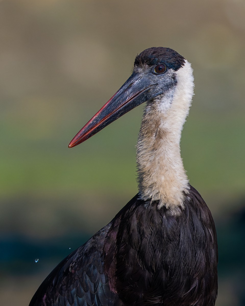 Asian Woolly-necked Stork - ML646835167