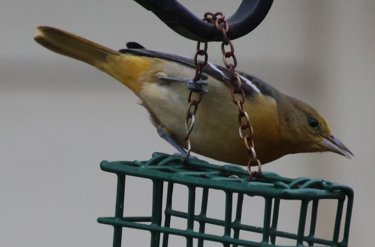 Baltimore Oriole - ML646835170