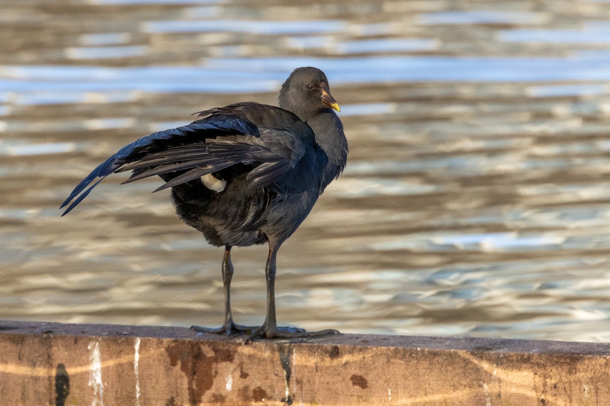 Dusky Moorhen - ML646835172