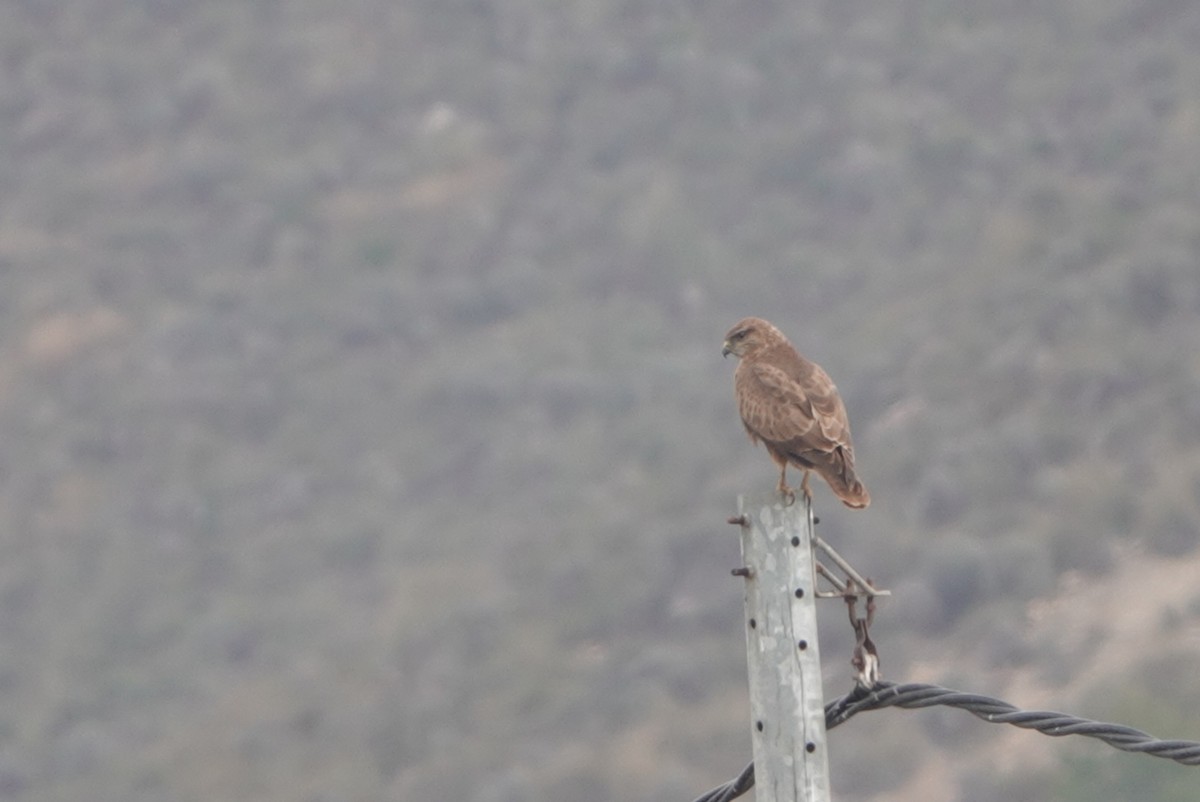Common Buzzard - ML646835173