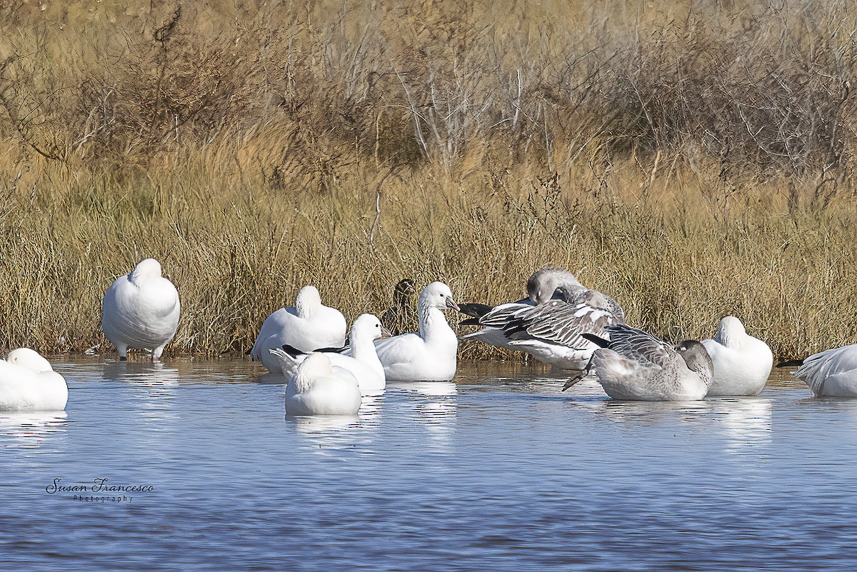 Snow Goose - ML646835174