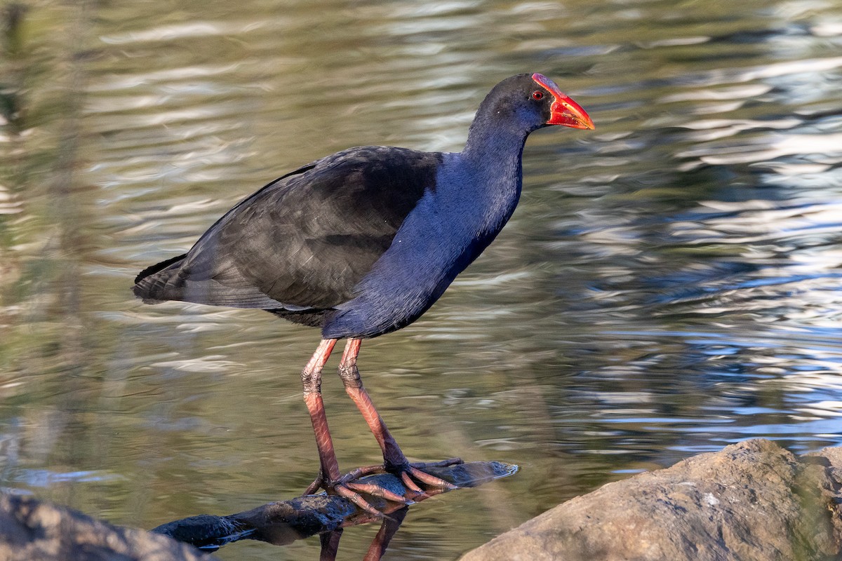 Australasian Swamphen - ML646835175