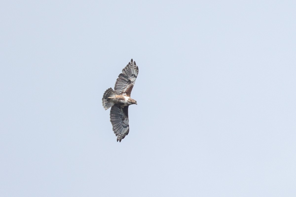 Madagascar Buzzard - ML646835176