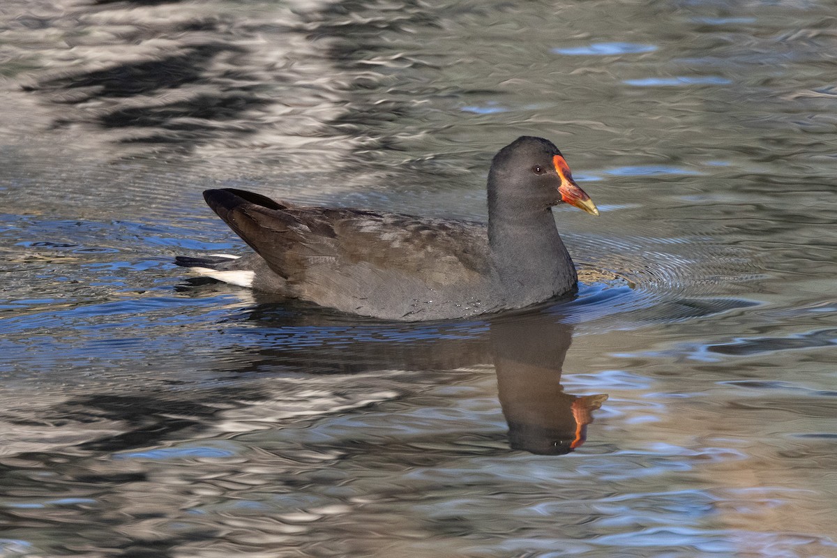 Dusky Moorhen - ML646835177