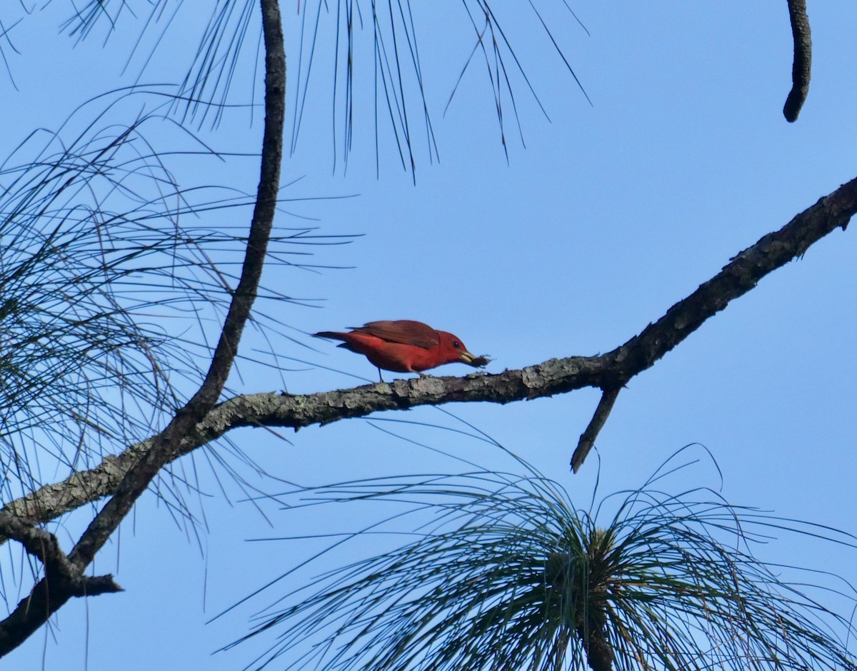 Summer Tanager - ML646835178
