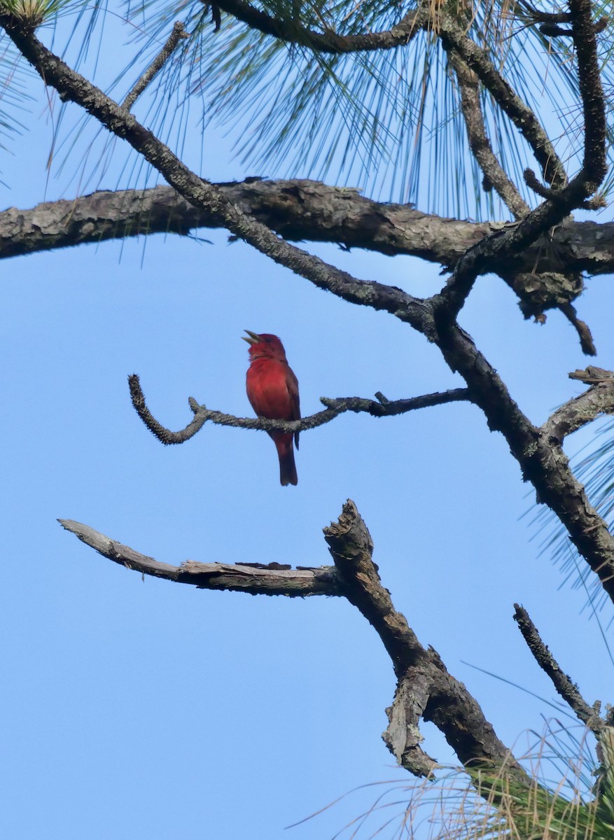 Summer Tanager - ML646835179