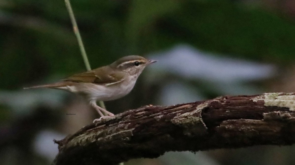 Pale-legged Leaf Warbler - ML646835180