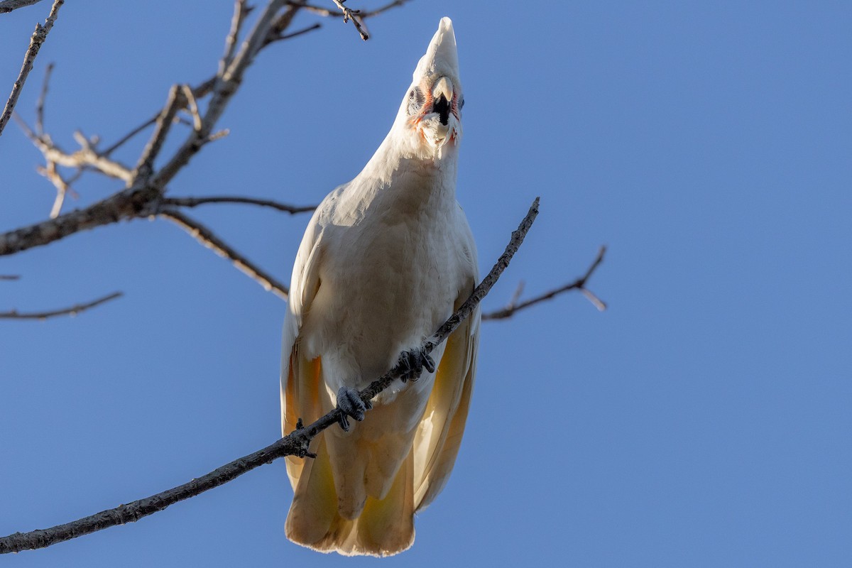 Little Corella - ML646835181