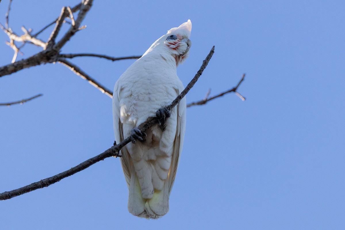 Little Corella - ML646835182