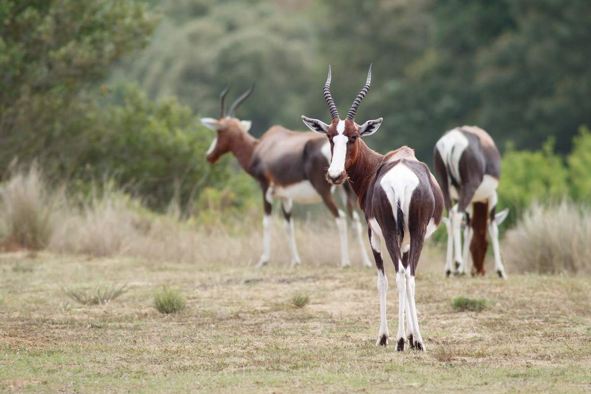 Mammals - ML646835183