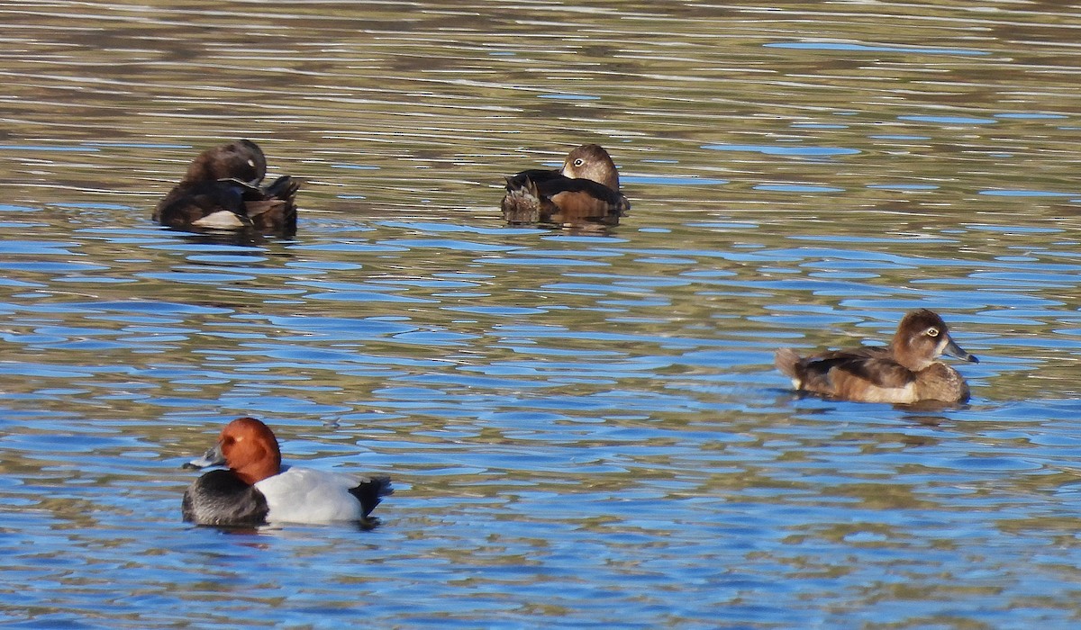 Ring-necked Duck - ML646835185