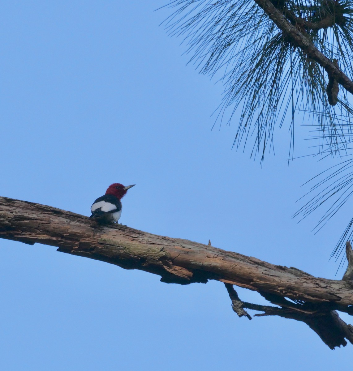 Red-headed Woodpecker - ML646835186