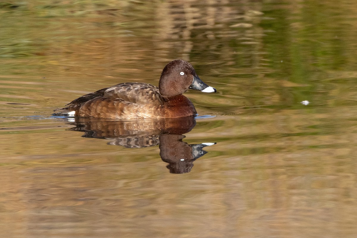 Hardhead - ML646835188