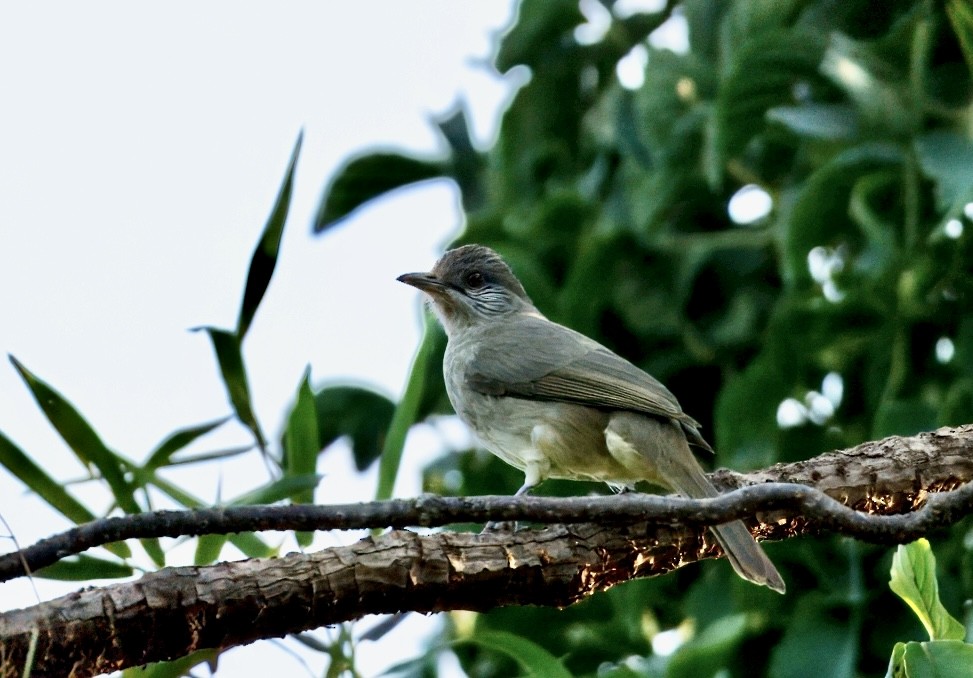 Ayeyarwady Bulbul - ML646835189