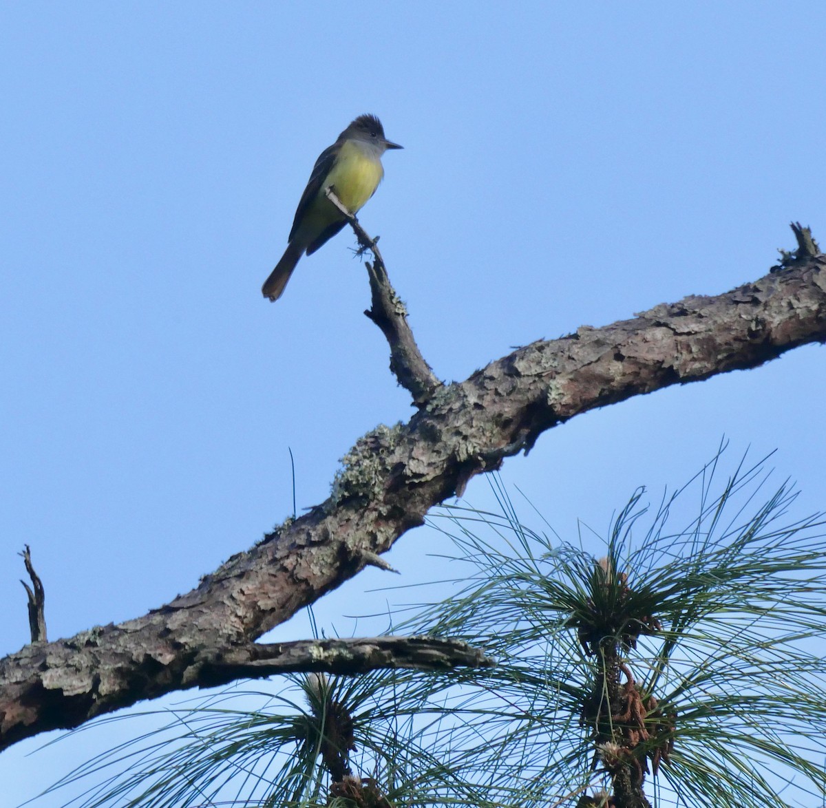 Great Crested Flycatcher - ML646835191