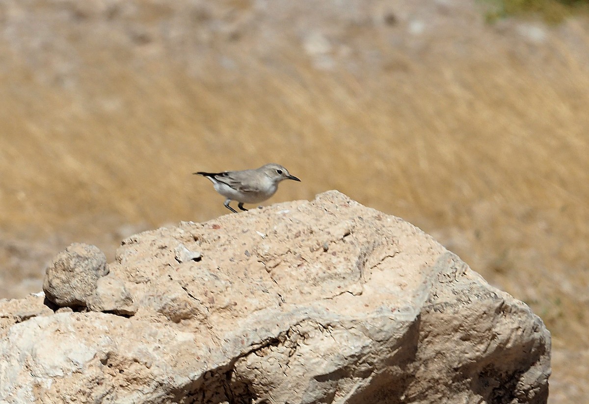 Tractrac Chat - ML646835194