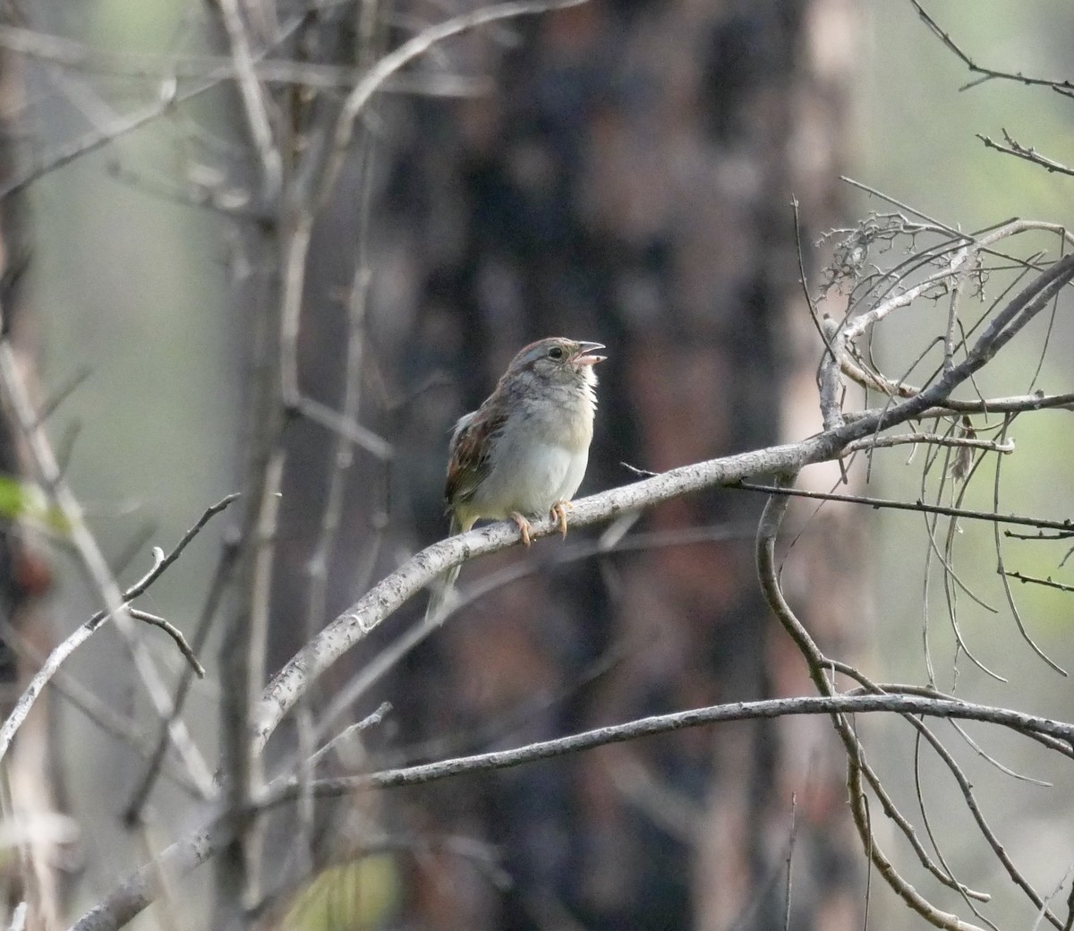 Bachman's Sparrow - ML646835202