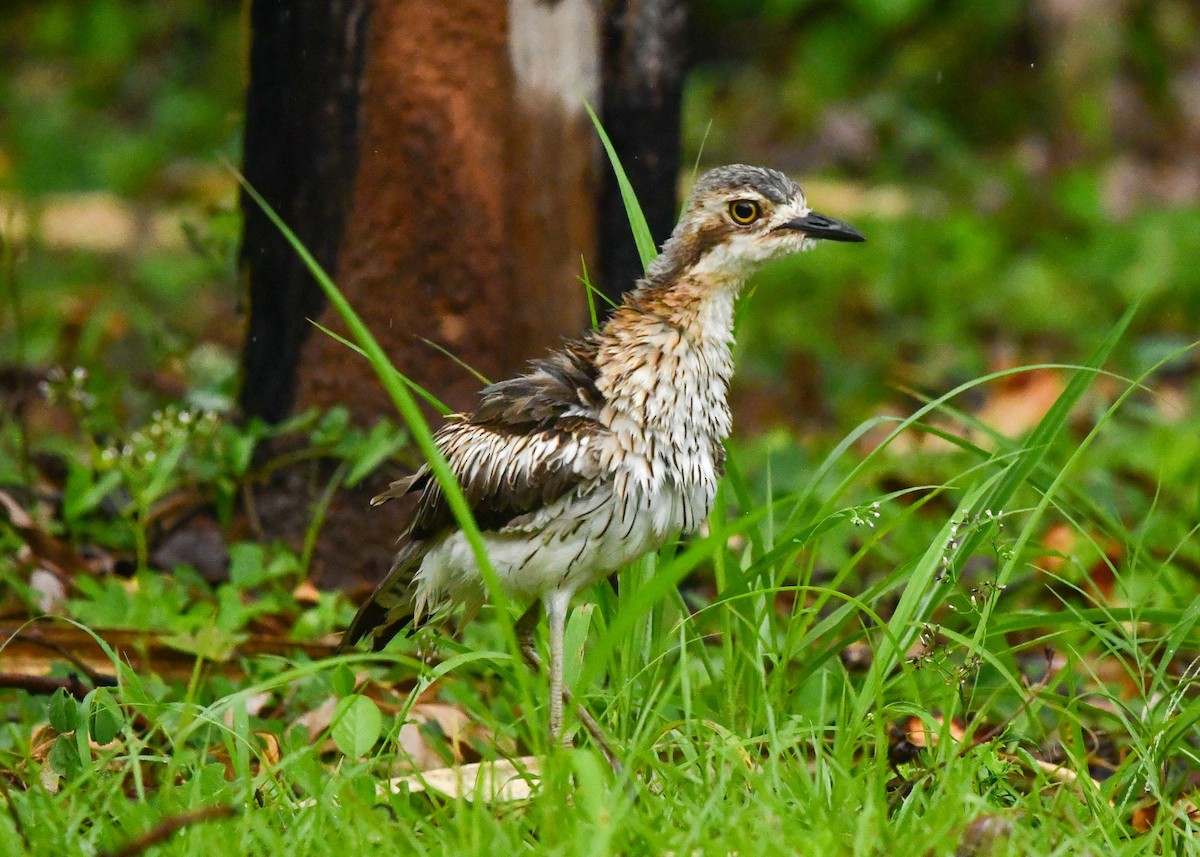 Oedicnème bridé - ML646835203