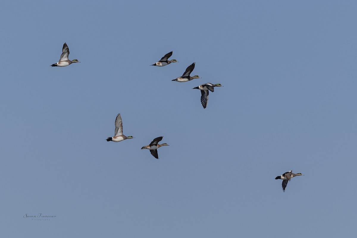 hvízdák americký - ML646835204