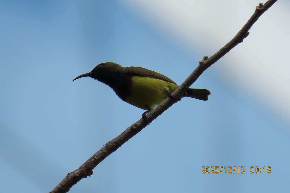 Ornate Sunbird - ML646835208