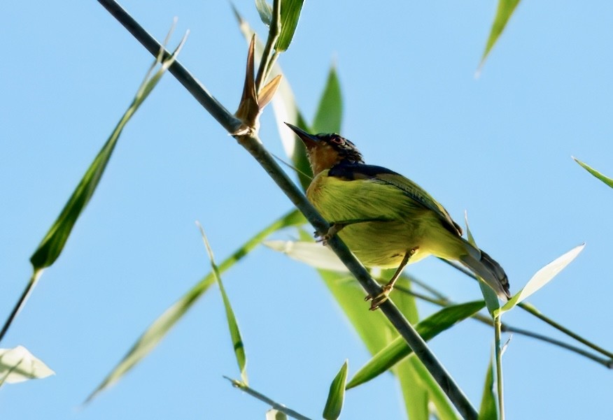 Ruby-cheeked Sunbird - ML646835209