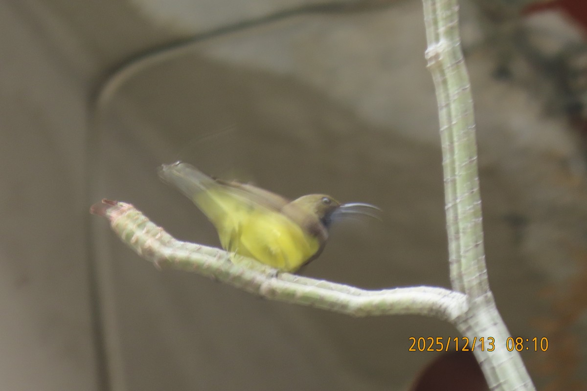 Ornate Sunbird - ML646835210