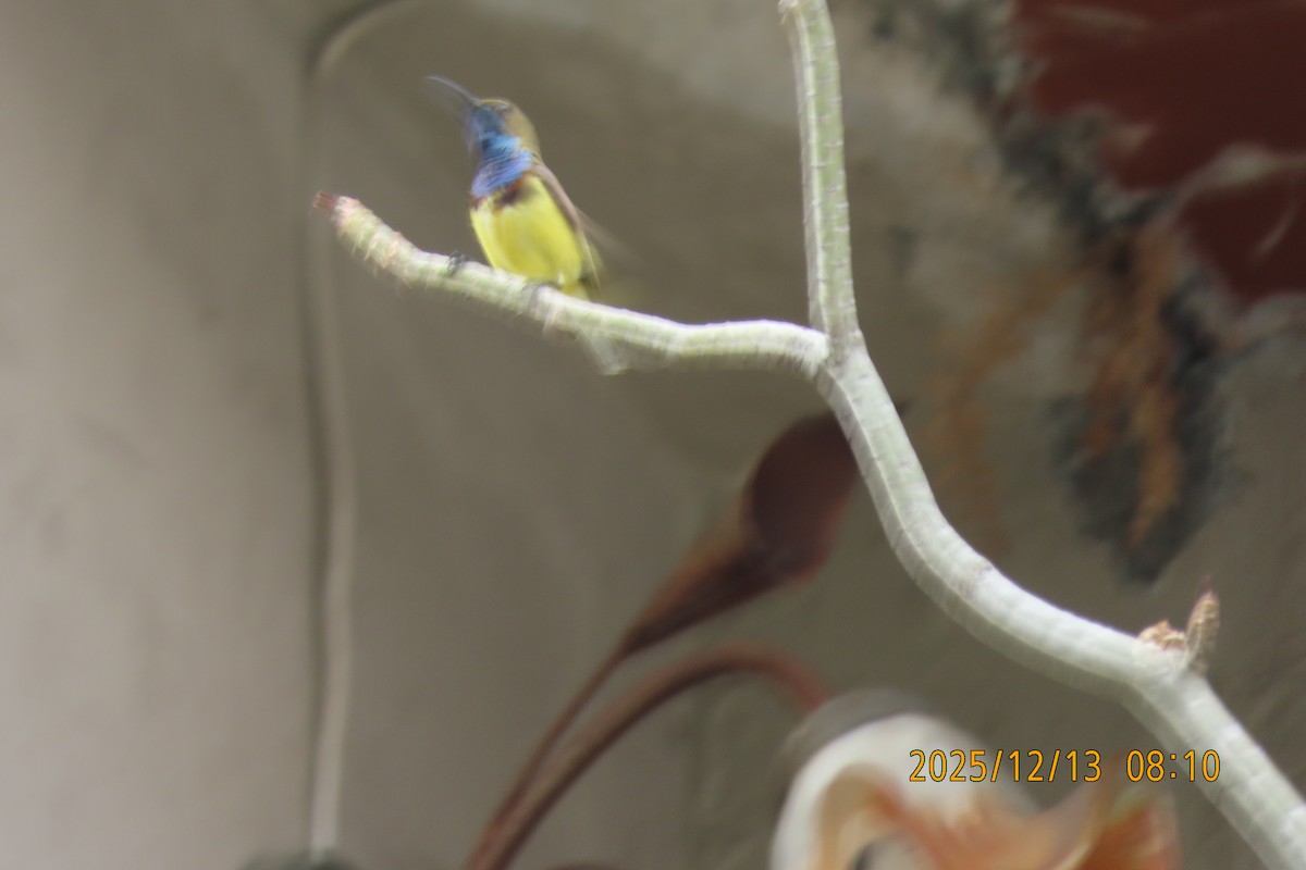 Ornate Sunbird - ML646835211