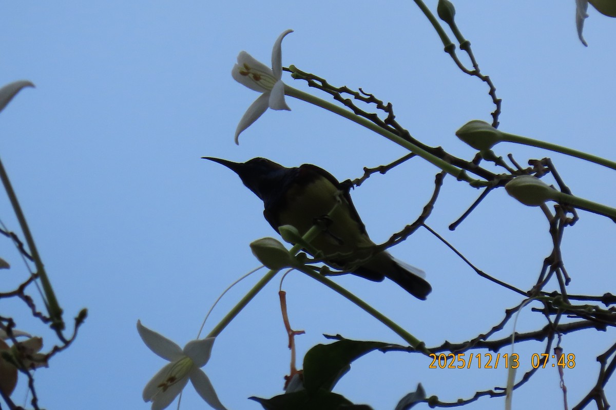 Ornate Sunbird - ML646835212