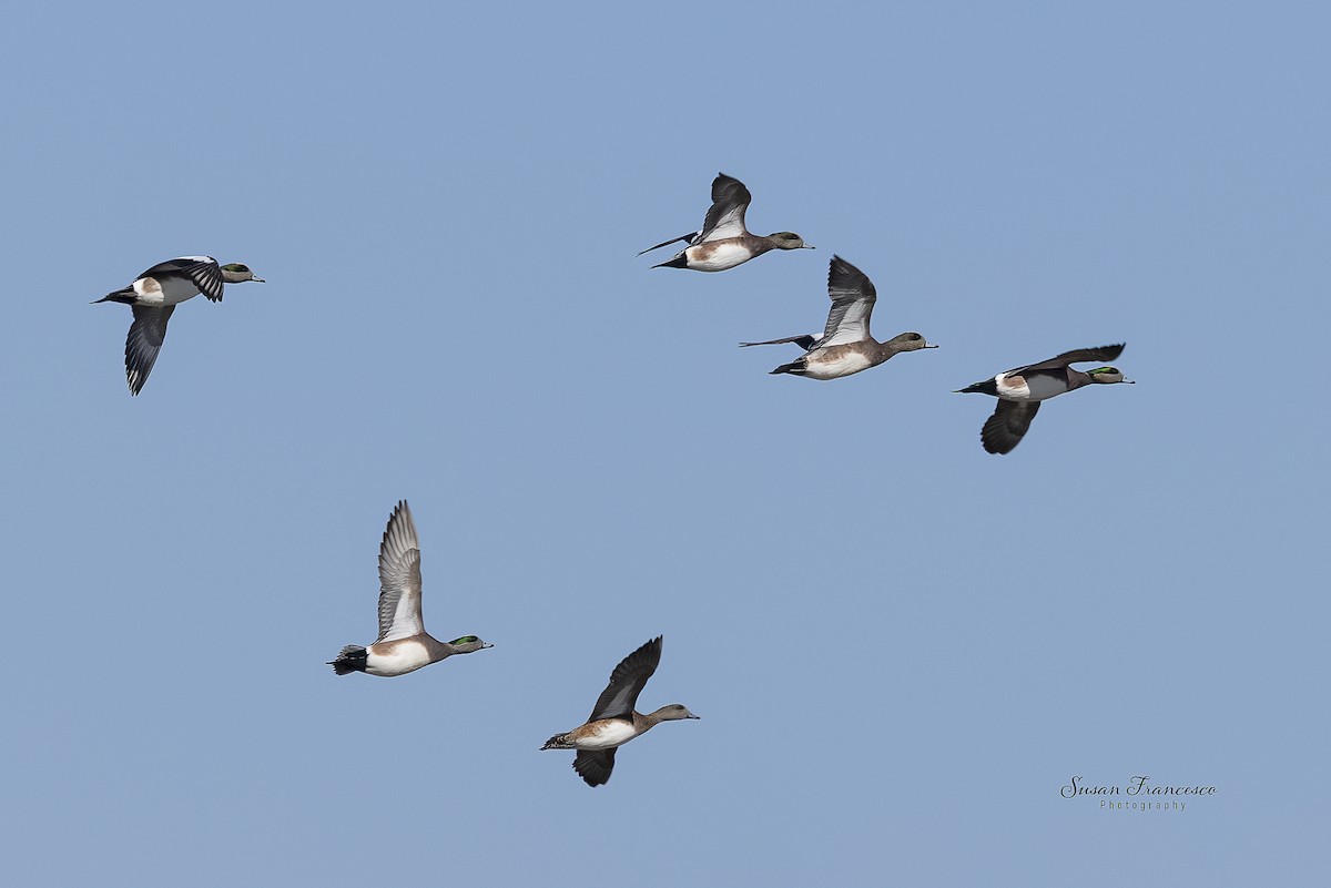 hvízdák americký - ML646835213